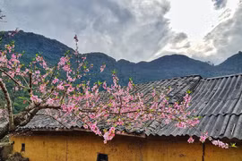 7 điểm đến hấp dẫn ngắm hoa xuân khoe sắc