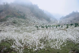 Tinh khôi mùa hoa mận ở Mộc Châu