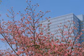 Hoa kèn hồng rực rỡ, tô sắc cho phố phường Hà Nội