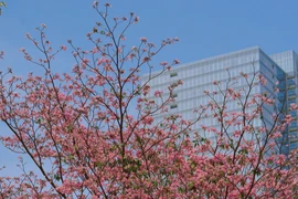 Hoa kèn hồng rực rỡ, tô sắc cho phố phường Hà Nội