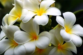 Video: Dâng các loài hoa này lên bàn thờ, cả năm ngập tràn tài lộc