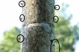 Rùng mình chuyện cắm dao lam, cắm chông, dán bùa chống trộm cau