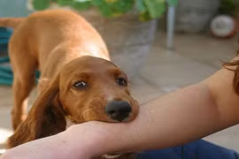 Cho chó nhà ăn, bé trai 10 tuổi ở Hưng Yên bị chó cắn nát tay