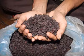 Một cây dổi đổi cả...cây vàng: Nhiều nhà vườn “cháy” giống