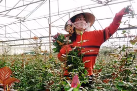 Nguy cơ “khát” hoa hồng trong ngày Valentine