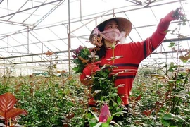 Nguy cơ “khát” hoa hồng trong ngày Valentine