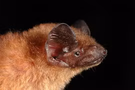 Những loài động vật “vô địch thế giới” ở Việt Nam