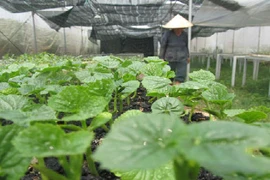 Thị trường rau an toàn: Khi cung - cầu không gặp nhau