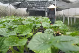 Thị trường rau an toàn: Khi cung - cầu không gặp nhau