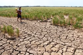 Hạn hán, ngập mặn là do con người hay thiên nhiên?