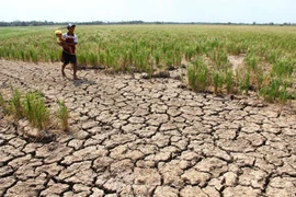 Hạn hán, ngập mặn là do con người hay thiên nhiên?