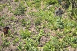 Video: Giữa trưa nắng 40 độ, bộ đội ôm súng AK truy tìm sát nhân