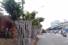 Hà Nội: Mặc “áo giáp sắt” cho hàng sưa đỏ quý hiếm vì lo mất trộm