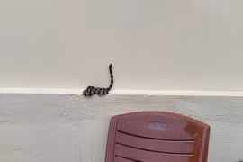 Video: Nhiều rắn hổ mang, cạp nia cực độc xuất hiện trong nhà sau lũ