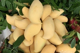 Sự thật xuất xứ xoài mỏ quạ vàng rực tràn về chợ Hà Nội