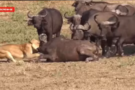 Video: Bị sư tử ghì chặt, trâu rừng được “500 anh em” giúp sức lật ngược thế cờ