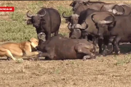 Video: Bị sư tử ghì chặt, trâu rừng được “500 anh em” giúp sức lật ngược thế cờ