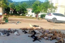 Cặp đôi “mèo mả gà đồng” dùng chất độc Cyanua đánh bả 500kg chó mèo khai gì?