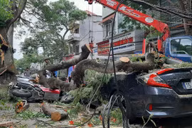 Cơn dông quật cây phượng cổ thụ ở Hải Phòng đổ trúng nhiều xe máy, ô tô