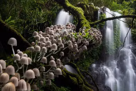 Ngỡ ngàng ngắm loạt ảnh thiên nhiên đẹp nhất năm 2020