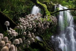 Ngỡ ngàng ngắm loạt ảnh thiên nhiên đẹp nhất năm 2020