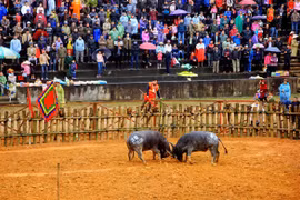 Ngừng tổ chức Lễ hội Chọi trâu Phù Ninh 2020, phòng chống dịch bệnh Corona