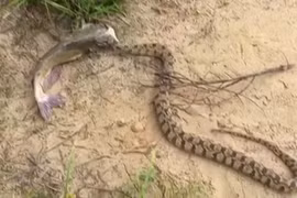 Kinh ngạc bắt được cá và rắn “dính chặt” không rời