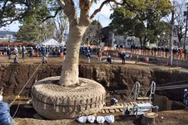 Đây là cách người Nhật di dời một cái cây