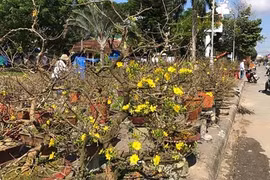 Chủ tịch Quảng Ngãi kêu gọi mua hoa Tết giúp người dân