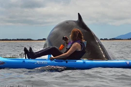 Cảnh tượng khiếp vía: Cá voi trồi lên sát mặt người