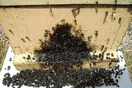 Chiến lược quân sự “khôn như người” của côn trùng