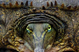 Điểm mặt những loài rùa không giống ai nhất (1)