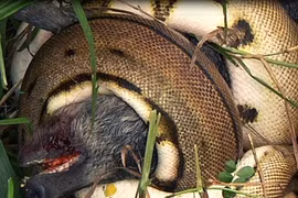 Kinh hoàng xem rắn hỗn chiến (15)