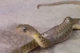 Điểm mặt những loài rắn biến dị quái nhất