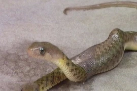 Điểm mặt những loài rắn biến dị quái nhất