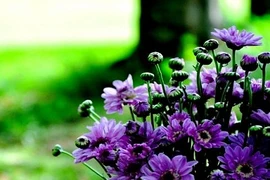 Nàng dâu từ núi rừng