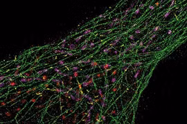 Xem DNA phát sáng trong tế bào người