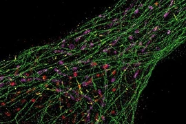 Xem DNA phát sáng trong tế bào người