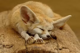 Mê mẩn những loài cáo xinh đẹp nhất hành tinh