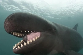 Top “quái vật” Biển Đông vừa sợ vừa mê