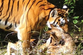 Quái chiêu săn mồi đẫm máu của chúa sơn lâm (2)