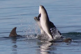 Màn cá heo tử chiến cá heo đẫm máu gây chấn động