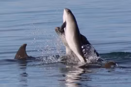 Màn cá heo tử chiến cá heo đẫm máu gây chấn động