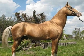 Những khám phá hài hước về loài ngựa (1)