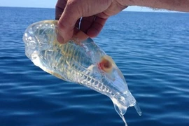 Kỳ quái sinh vật đầu cá, đuôi tôm, thân trong suốt