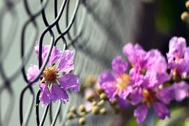 Ước nguyện cuối cùng