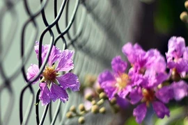 Ước nguyện cuối cùng