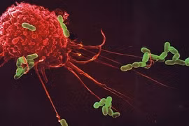 Ảnh độc về cuộc chiến đấu bên trong cơ thể người