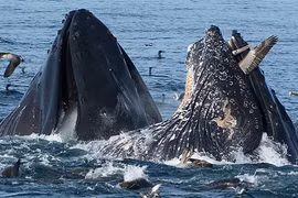 Bồ nông vùng vẫy trong hàm cá voi khổng lồ