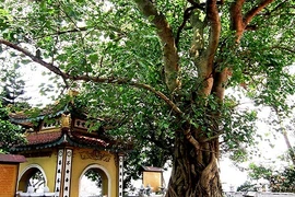 Những bí ẩn về bồ đề - cây thiêng trong Phật giáo